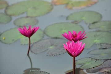 Beautiful pink lotus flowers with green leaves in pond