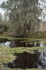 Obraz premium Swamp water reflecting