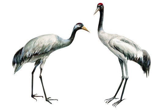set of beautiful birds crane on isolated white background, watercolor illustration