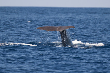 Sperm Whale in the Azores, Sao Miguel