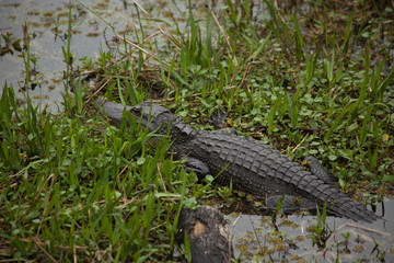 Alligator in the swamp