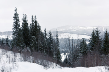 Coniferous forest of firs among the mountains in the snow. Winter fairy tale.