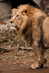 powerful Asian lion male against the background of a dark cave, bamboo is lying under his feet.