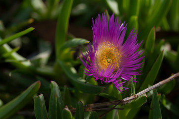 close-up photo of Aizoaceae flower