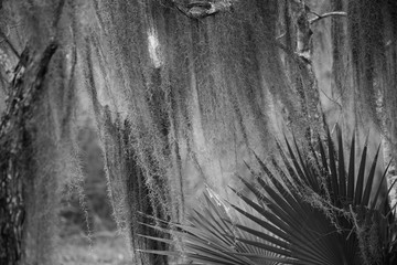 Spanish Moss and Leaves in black and white