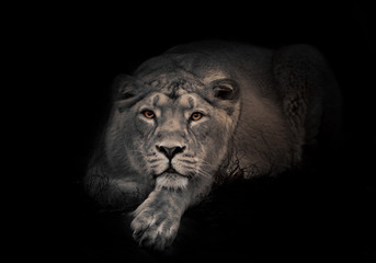 Fototapeta na wymiar lunar beast (ashen). Lioness in the night. lioness beautiful big cat imposingly lies