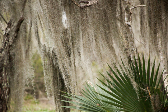 Spanish Moss and Palmetto in a swamp