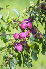 Plum tree branches with ripe sweet juicy fruits in sunset light