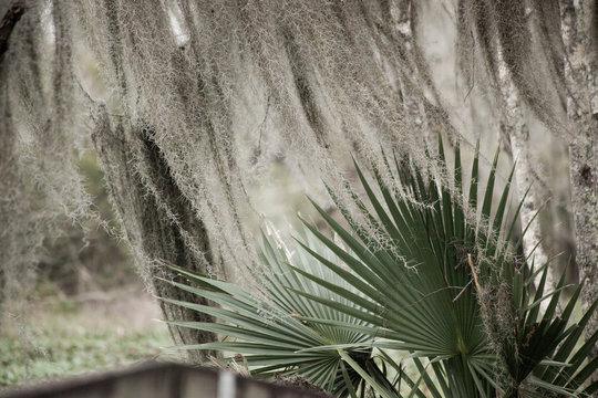 Palmetto and Spanish Moss