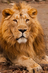 Portrait full face. powerful male lion with a chic mane impressively lies.
