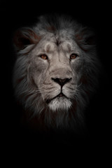 Moon lion portrait. Portrait full face. powerful male lion with a chic mane impressively lies.