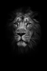 Foto auf Acrylglas Mondtier (aschgrau). Porträt volles Gesicht. mächtiger männlicher Löwe mit schicker Mähne liegt eindrucksvoll. © Mikhail Semenov