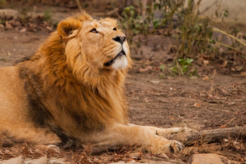 He sniffs his head in profile. powerful male lion with a chic mane impressively lies.