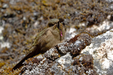 olivaceous Thornbill (Chalcostigma olivaceum) perched on a rock in the Andean heights.