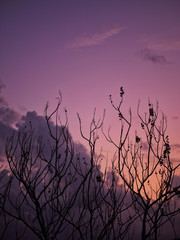 silhouette of tree branches in sunset