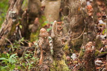 Swamp with cypress trees and knees