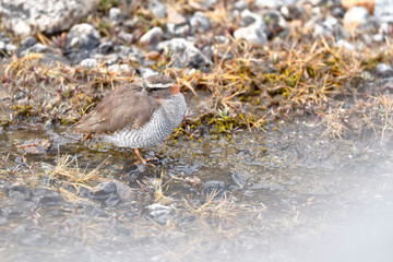 Diademed Sandpiper-Plover (Phegornis mitchellii) sighted in its natural environment at 4000 masl walking on a small stream.