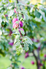 Plum tree branches with ripe sweet juicy fruits in sunset light