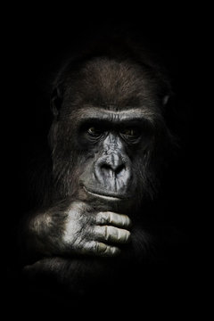 hand props his head. Monkey anthropoid gorilla female. a symbol of brooding rationality and heavy thoughts. isolated black background.