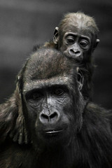 Gorilla mother's head  and Cute little gorilla baby on her neck hugs her legs.