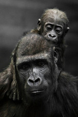 Fototapeta premium Gorilla mother's head and Cute little gorilla baby on her neck hugs her legs.