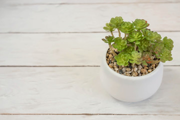 Houseplant in pot on wooden background with copy space.