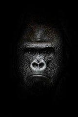 face  in the dark. Portrait of a powerful dominant male gorilla , stern face. isolated black background. - obrazy, fototapety, plakaty