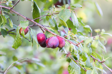 Plum tree branches with ripe sweet juicy fruits in sunset light