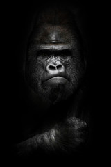 face and powerful hand in the dark. Portrait of a powerful dominant male gorilla , stern face and...