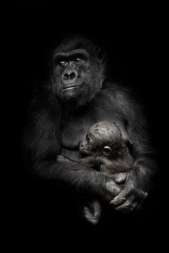 worried mother is a threat from the outside. Gorilla monkey mother  nurses her little baby infant, cute scene. isolated black background.