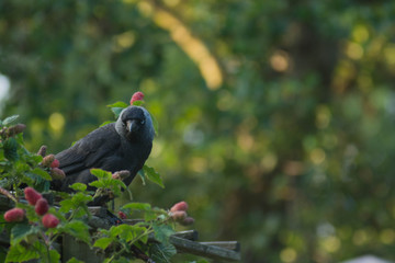 bird between raspberry