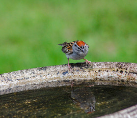 Reflection chipping sparrow