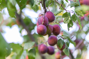 Plum tree branches with ripe sweet juicy fruits in sunset light