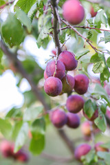 Plum tree branches with ripe sweet juicy fruits in sunset light