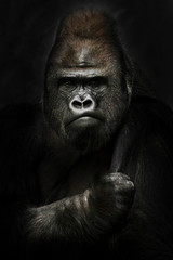 power and strength. Portrait of a powerful dominant male gorilla , stern face and powerful arm. black background. © Mikhail Semenov