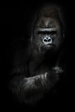 Portrait of a powerful dominant male gorilla , stern face and powerful arm. isolated black background.