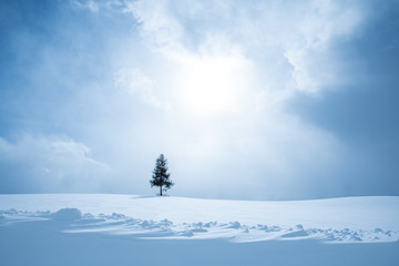 冬美瑛の丘