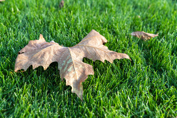 Blatt auf grüner Wiese