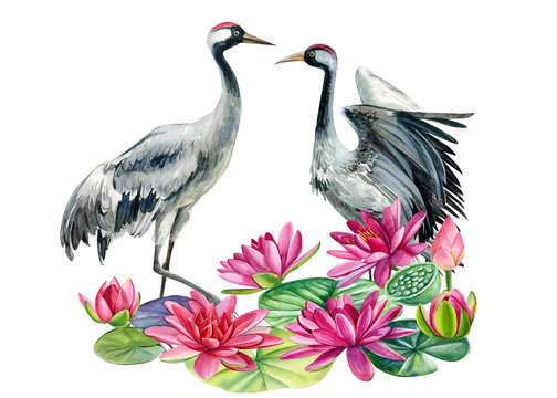 flock beautiful birds birds crane on isolated white background, watercolor illustration