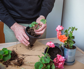 geranium in a pot, transplanting potted flowers