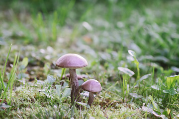 Brown edible mushroom in green grass in the forest. Leccinum scabrum or the rough-stemmed bolete.