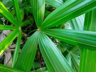 green leaves of palm tree | silver Saw palmetto Palm leaves | serenoa repens