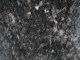texture of stone, wood stone background
