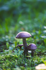Brown edible mushroom in green grass in the forest. Leccinum scabrum or the rough-stemmed bolete.