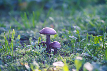 Mushroom in forest