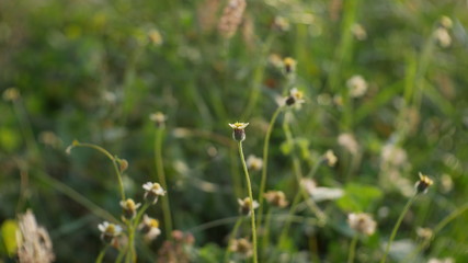 flower in grass outdoor summer