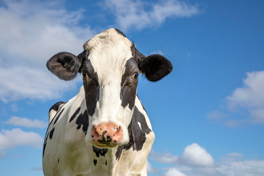 Mature, adult black and white cow, asking look, pink nose and a blue sky.