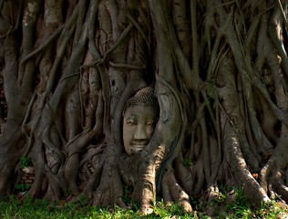 Fototapeta na wymiar The close up shot on the Buddha head that lies inside the Banyan tree at Wat Mahathat, Ayuthaya, Thailand