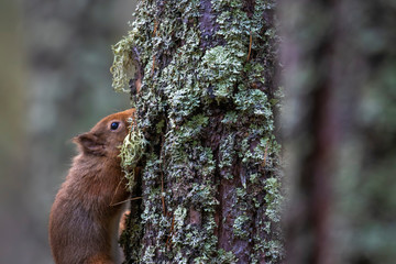 Red squirrel, Sciurus vulgaris, on and besides pine tree within forest looking and searching for something. Scotland.