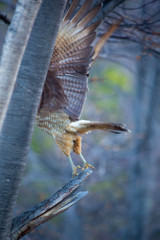  landscapes of argentinian patagonia